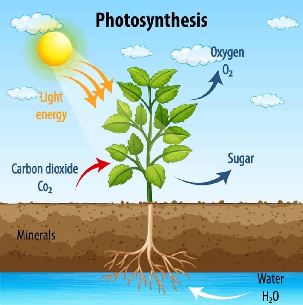 fotosinteza фотосинтеза